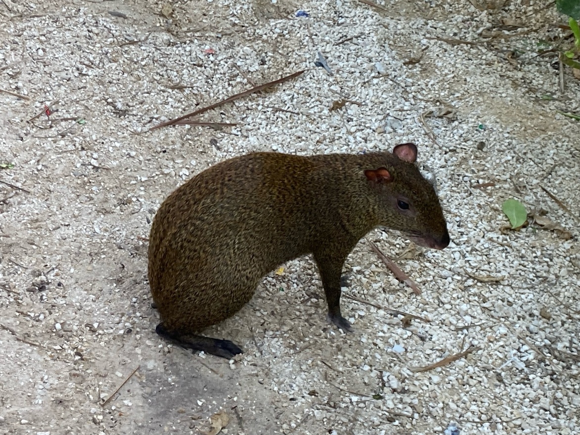 IMG_7085.jpeg