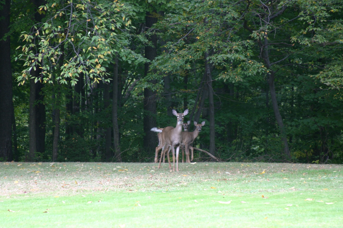 Curious Deers