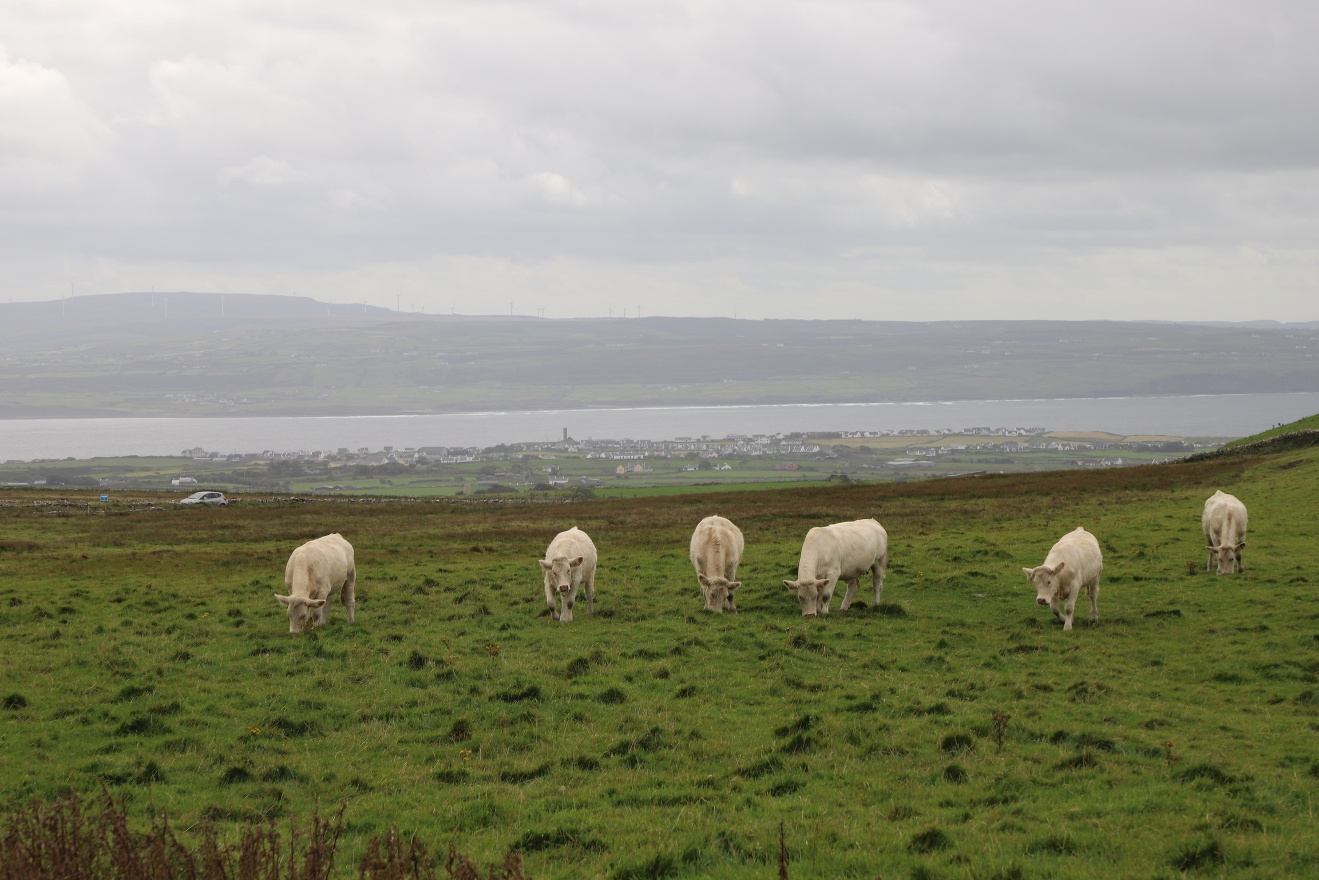 Cows