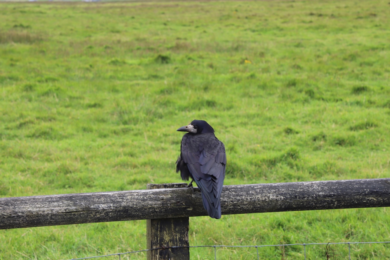 Crow