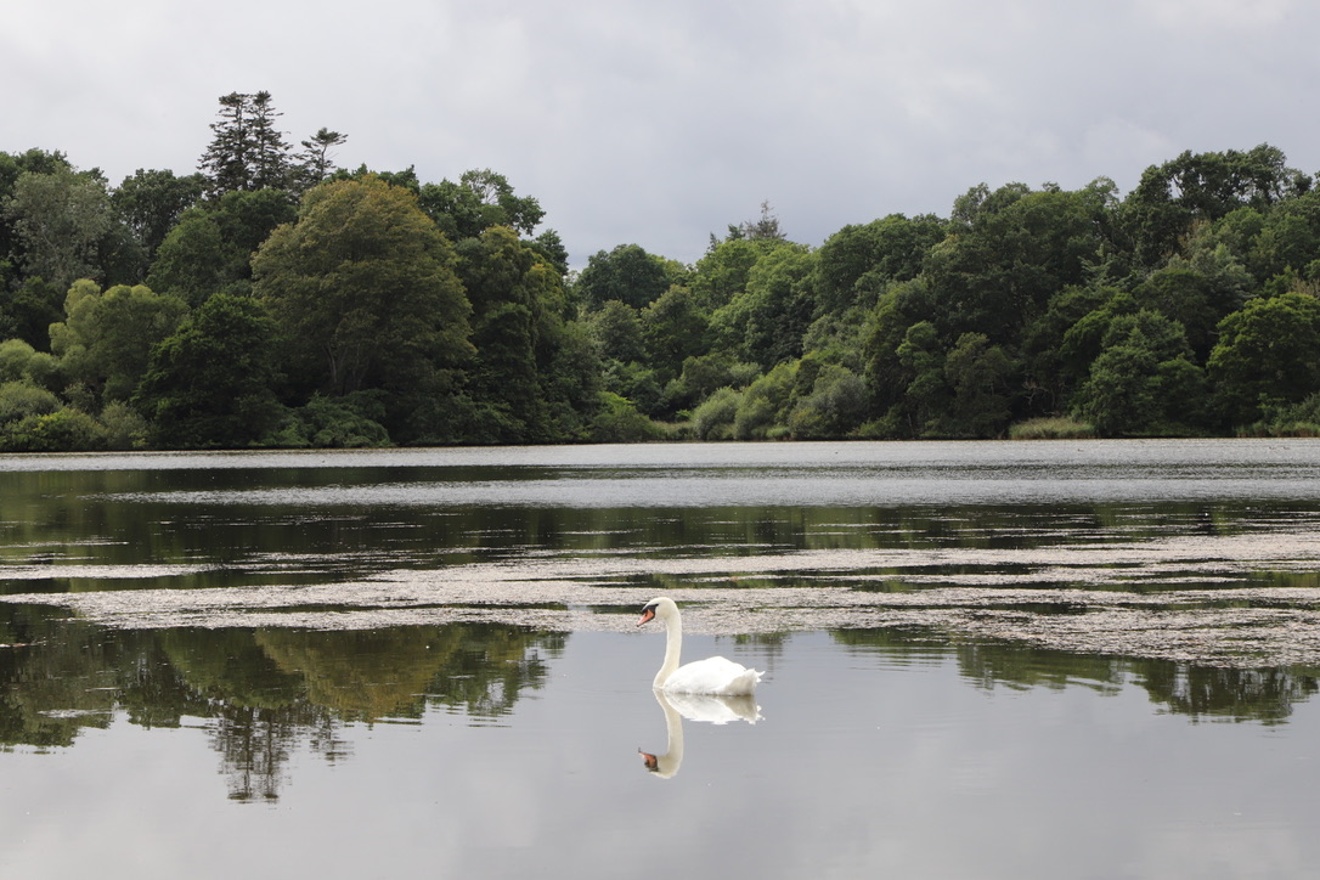 Swan
