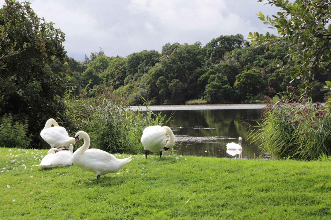 Hirsel Lake