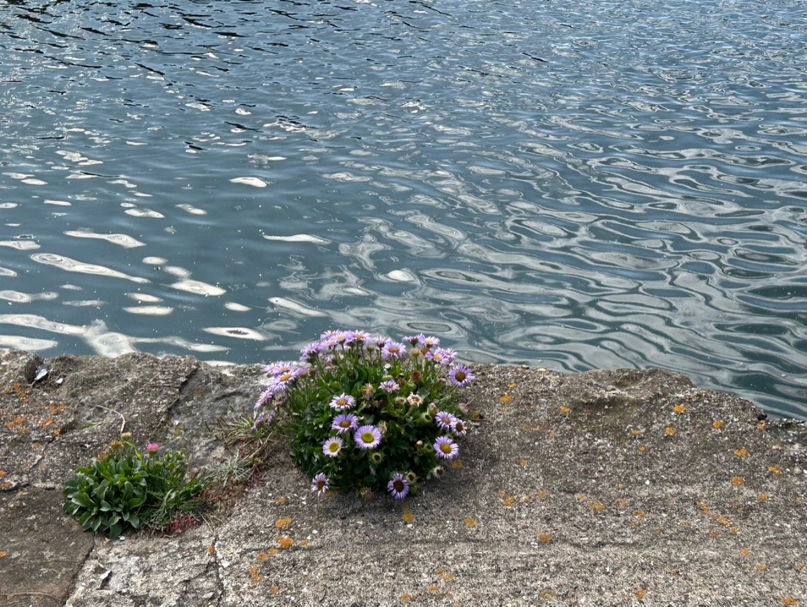 Flowers on the rock
