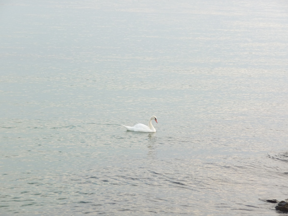 Swan on Lake