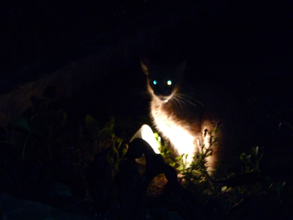 Кот