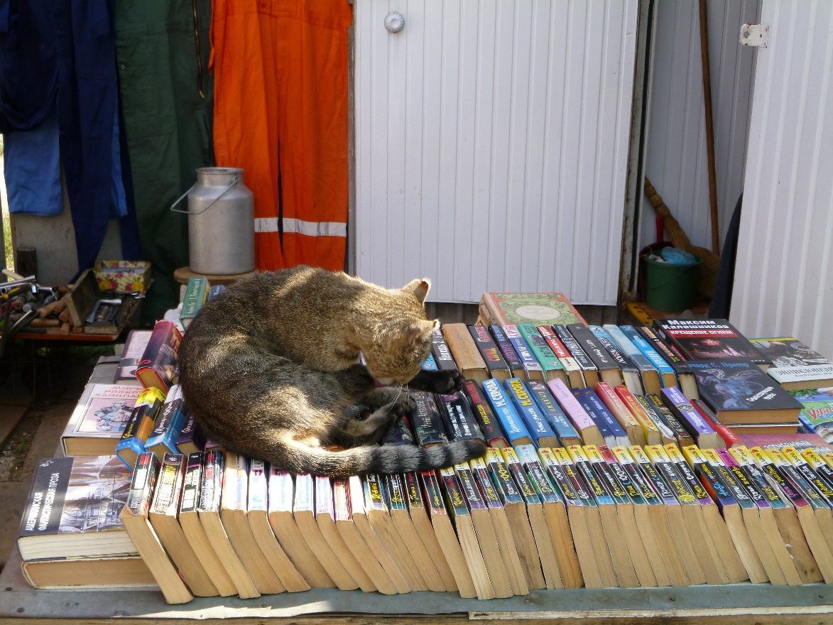 Cat and books