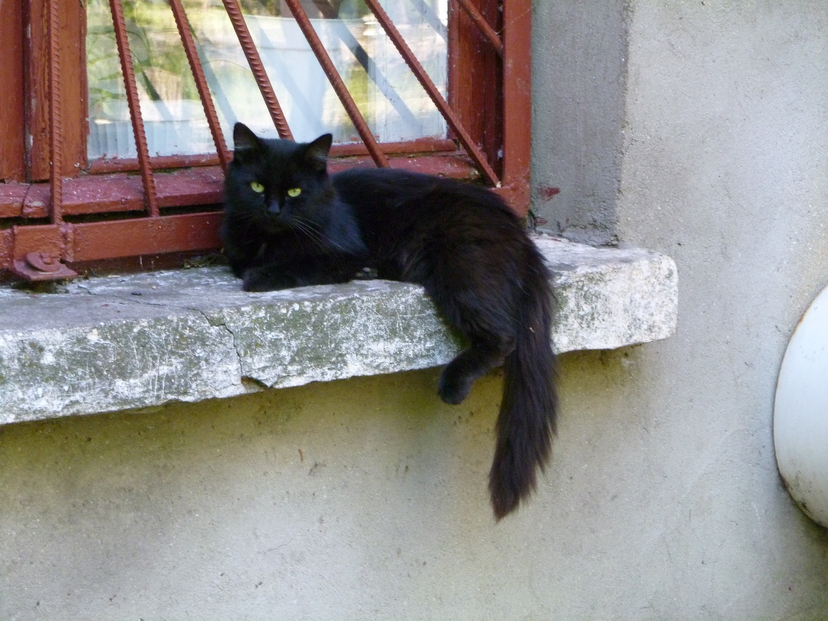 Black cat