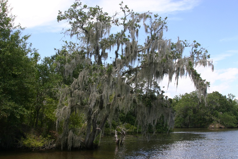 Swamp tree
