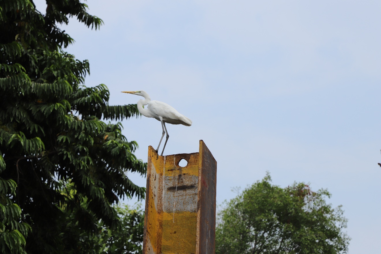 Heron