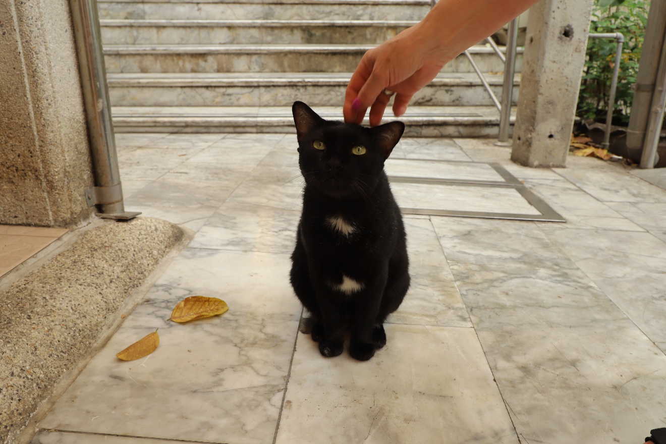 Bangkok cat