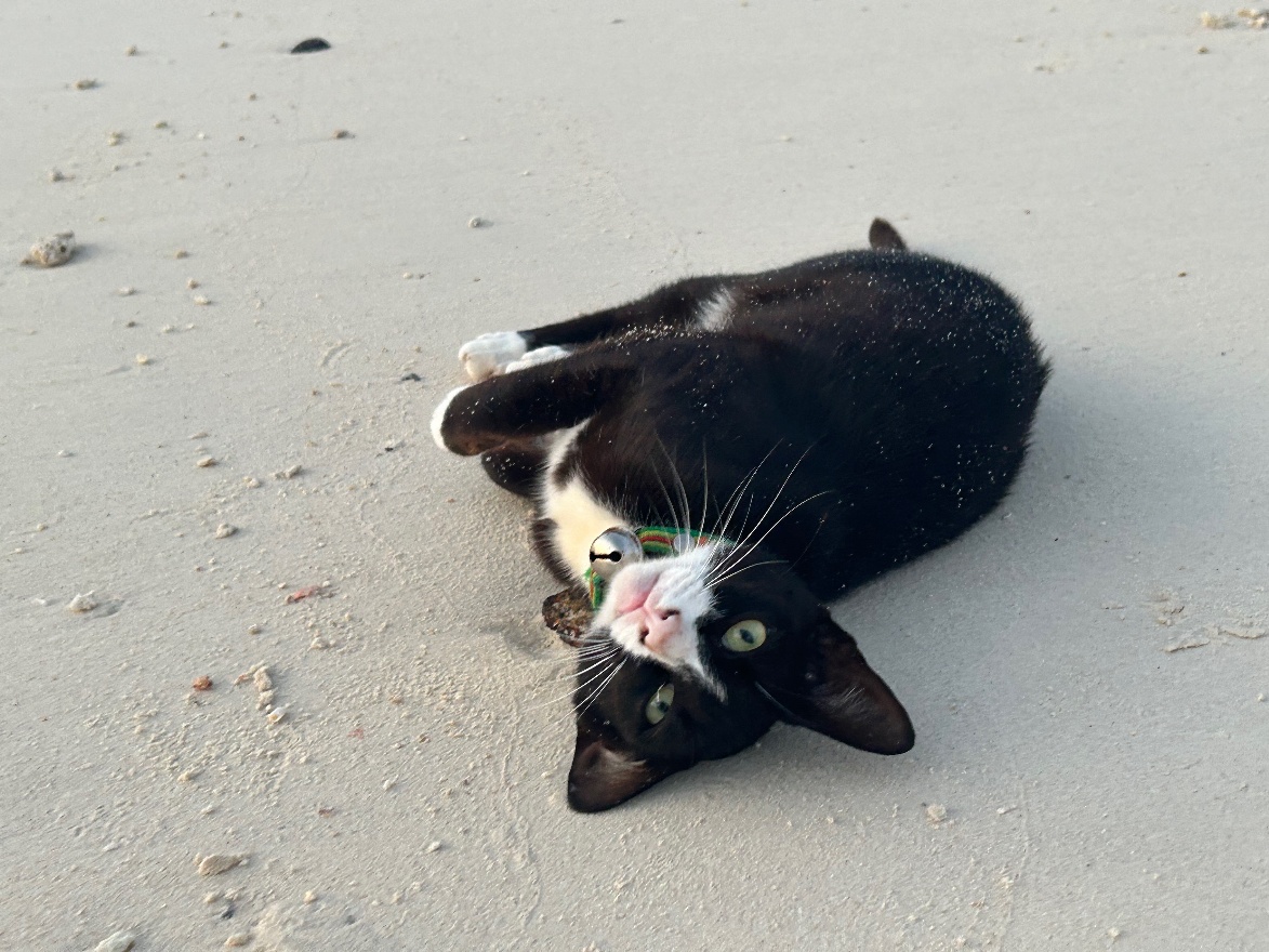 Island cat
