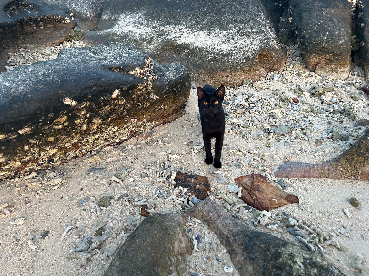 Coral cat