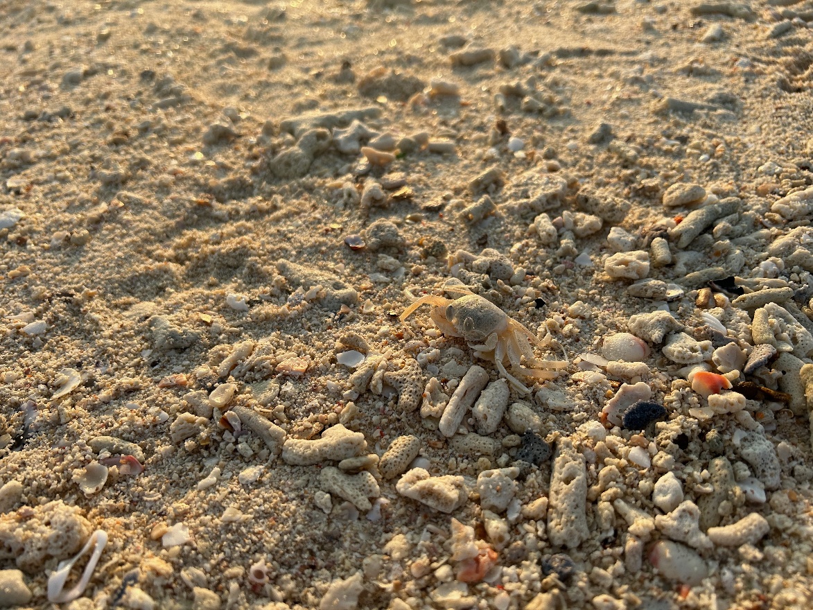 Crab and corals