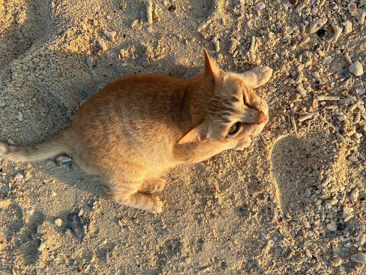 Winking cat