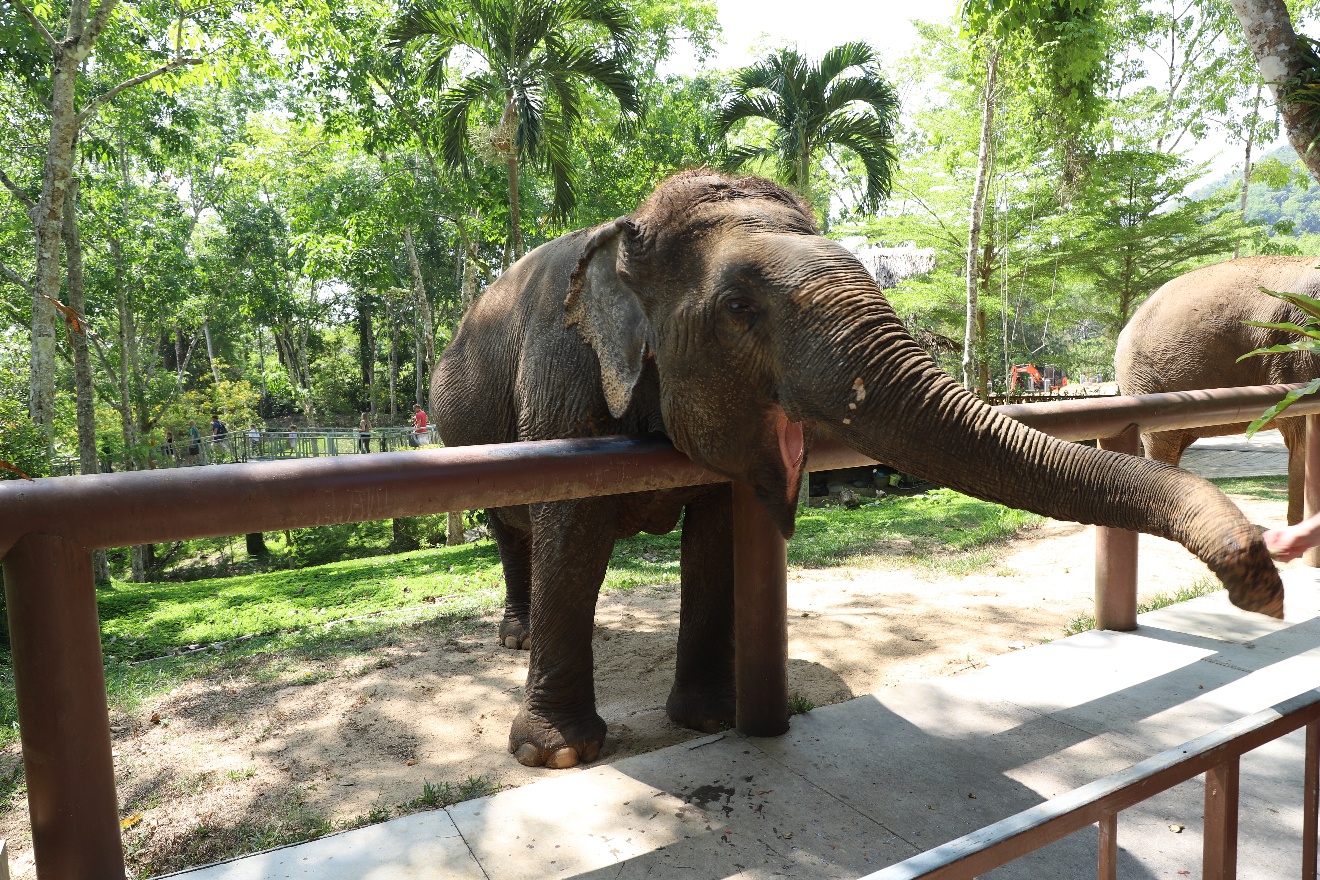 Elephant Sanctuary
