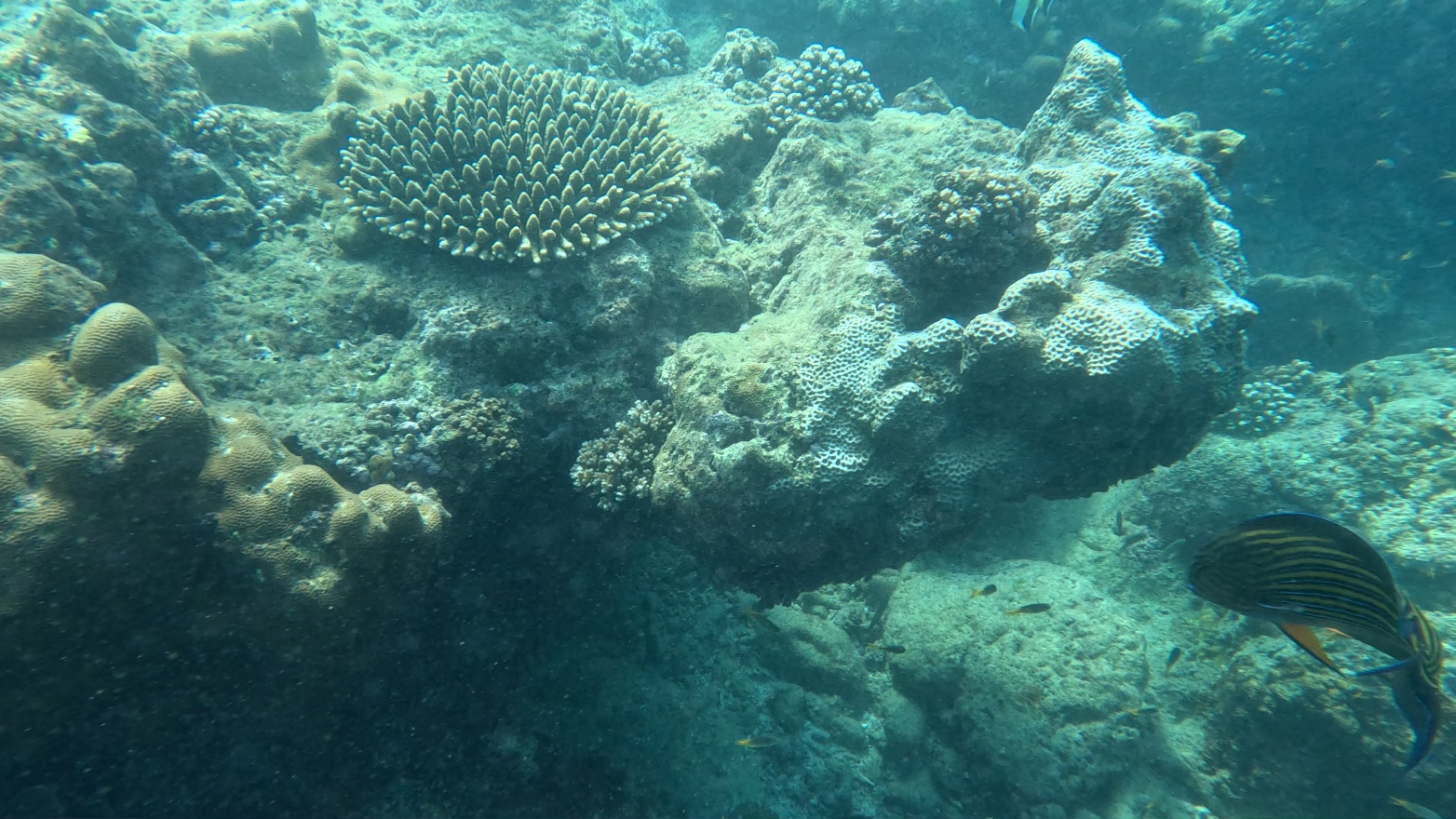 Coral.Merlin