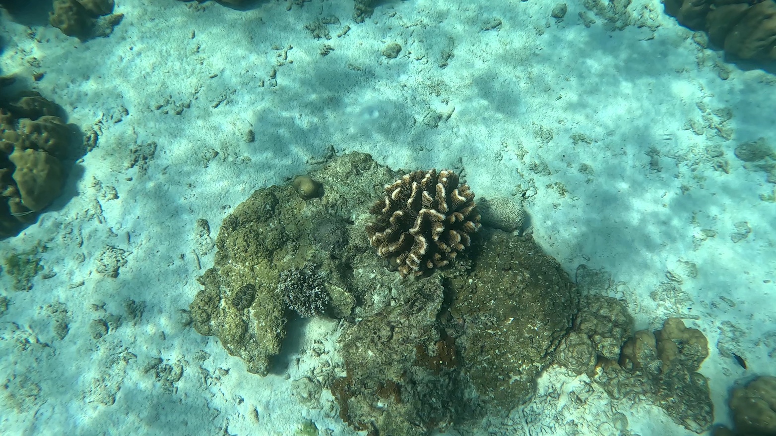 Coral.PhiPhi