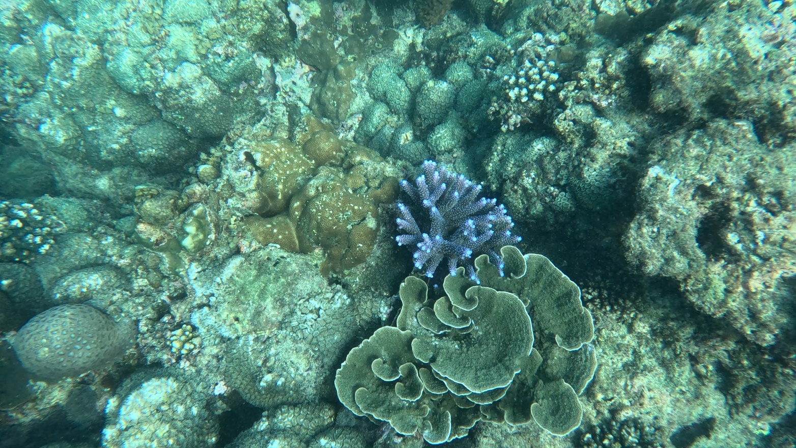 Coral2.Merlin