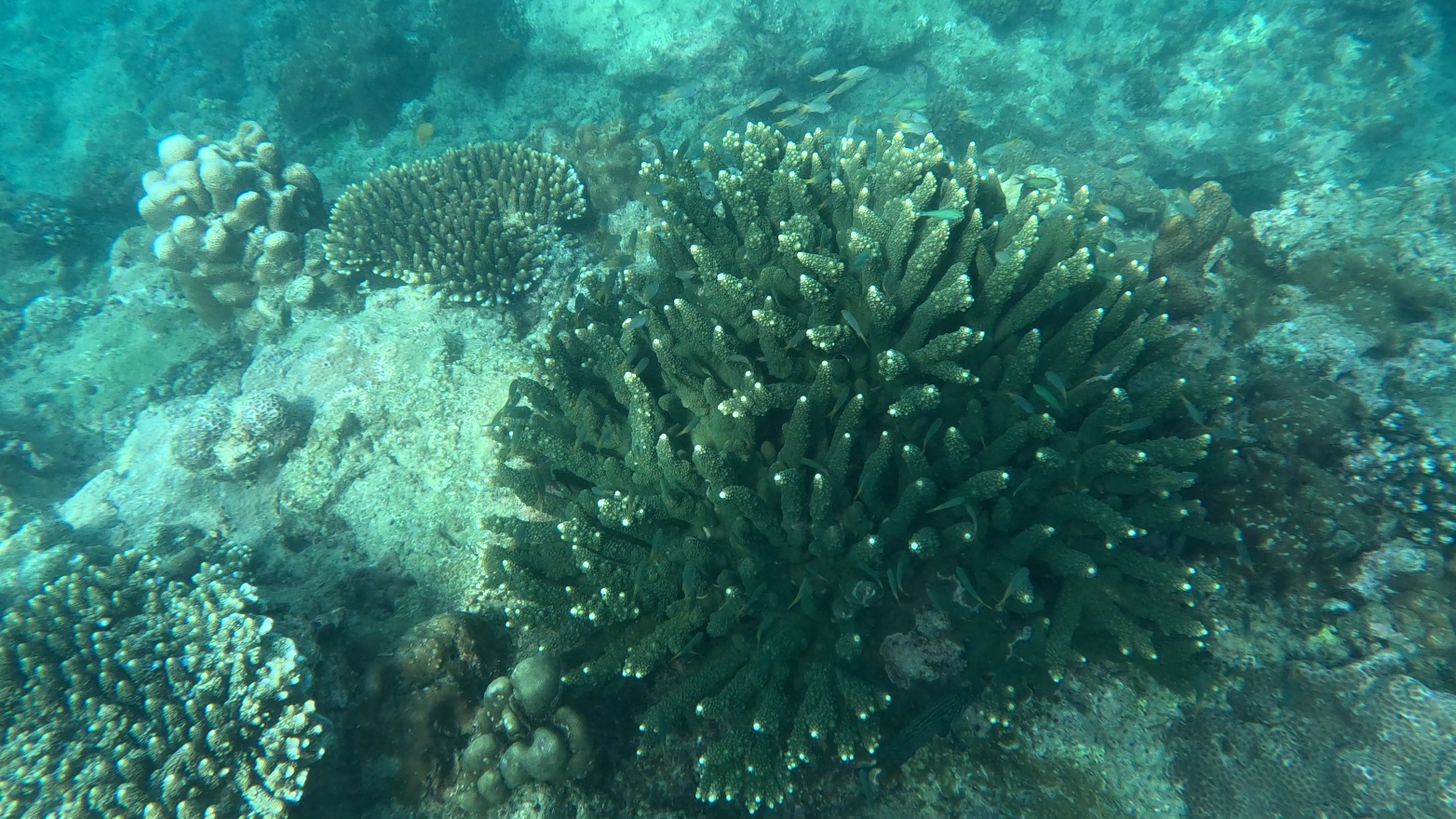 Coral2