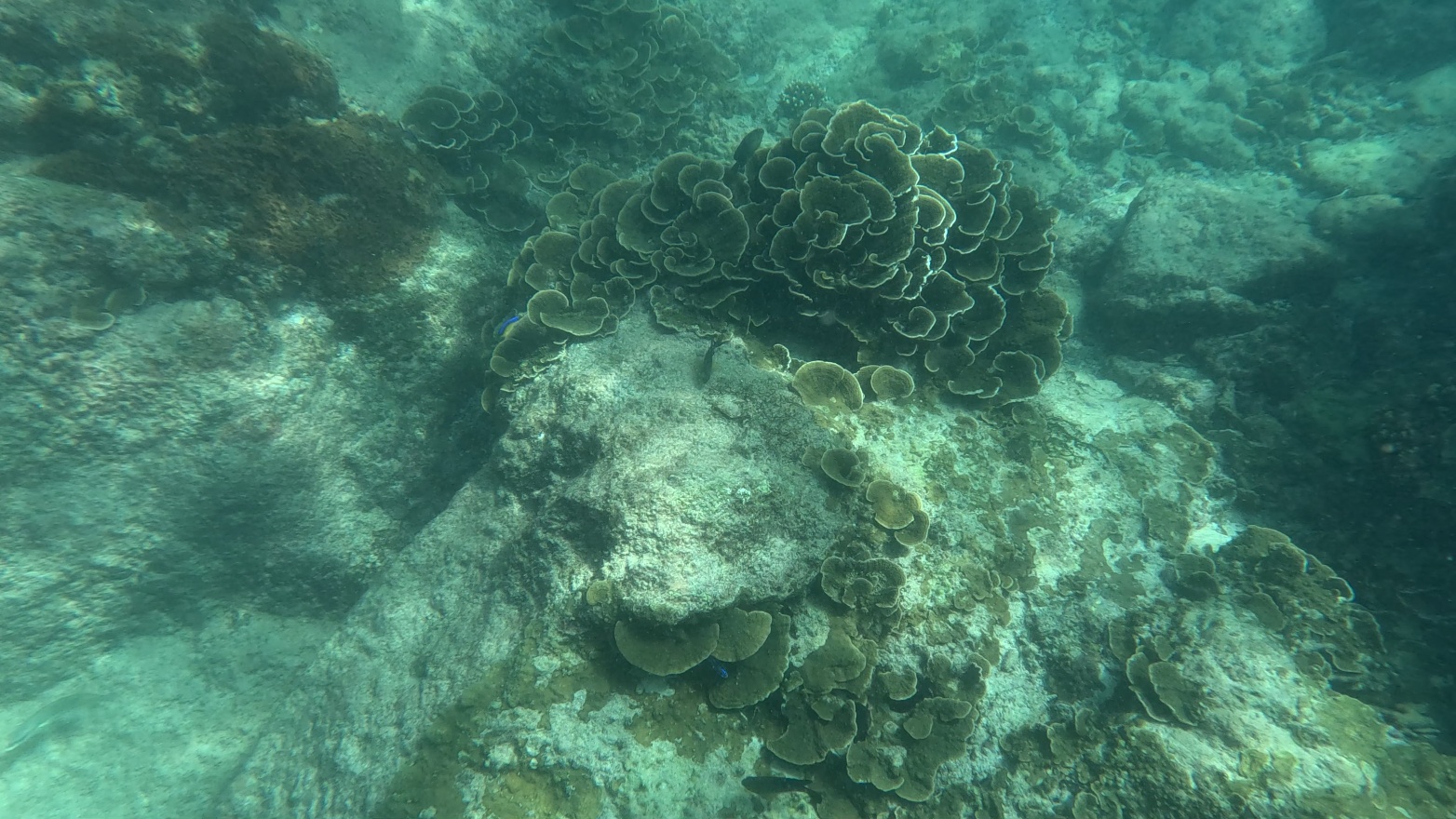 Coral and fish 5