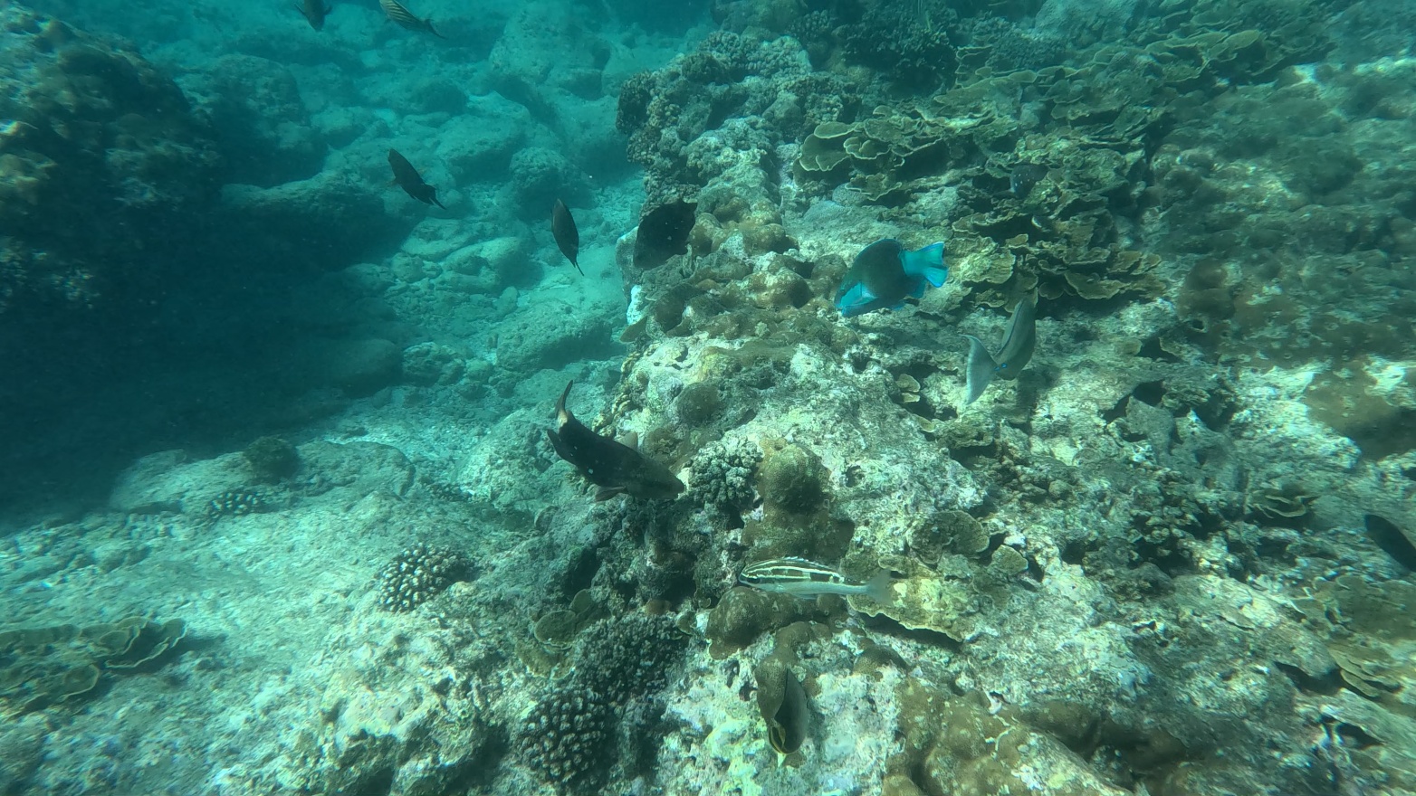 Coral and fish 4