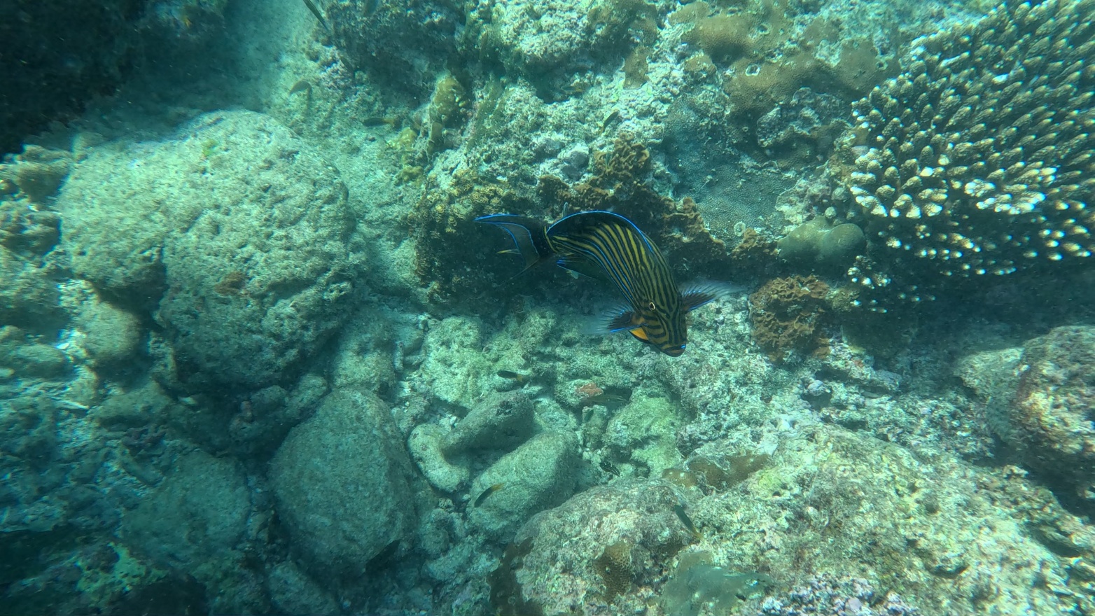 Blue lined striped surgeonfish
