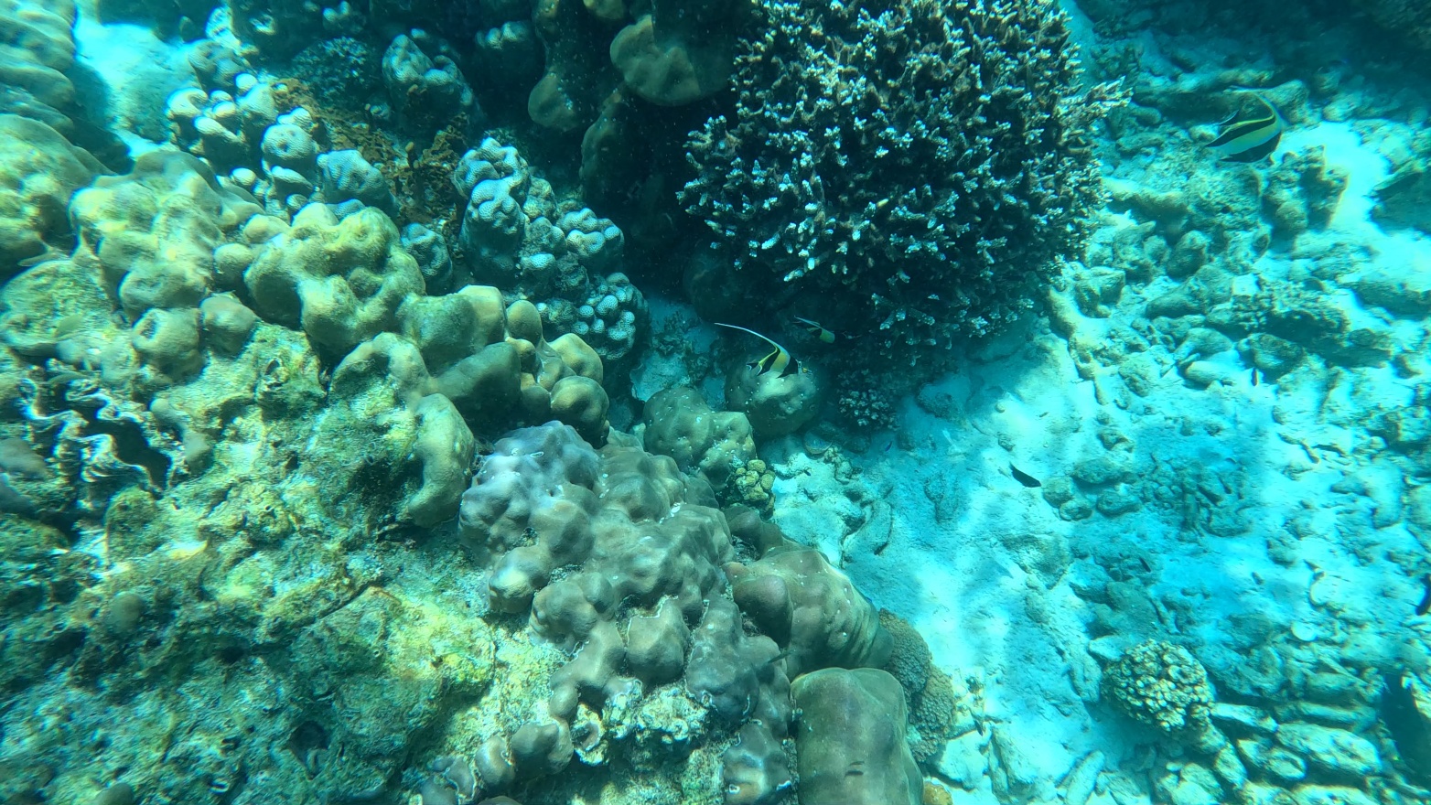 Fish.PhiPhi