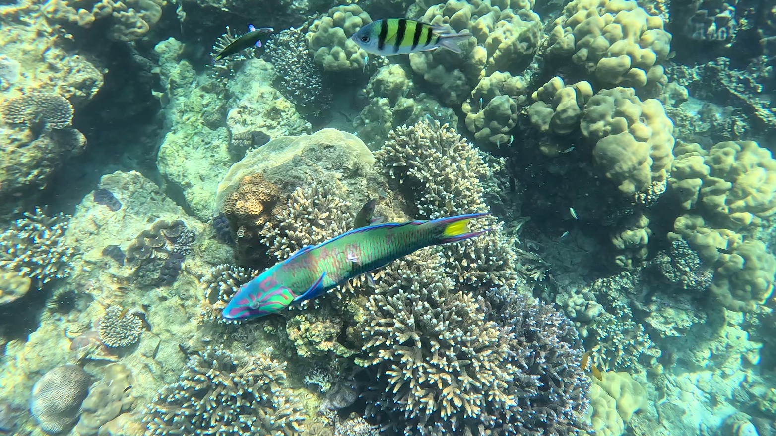 Fish2.PhiPhi
