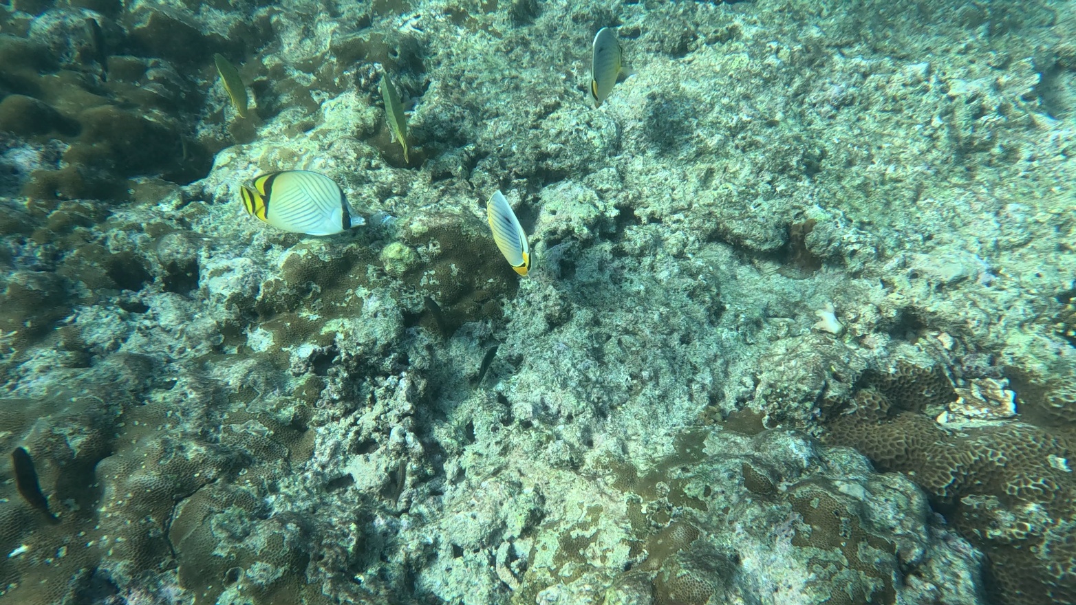 Melon butterflyfish