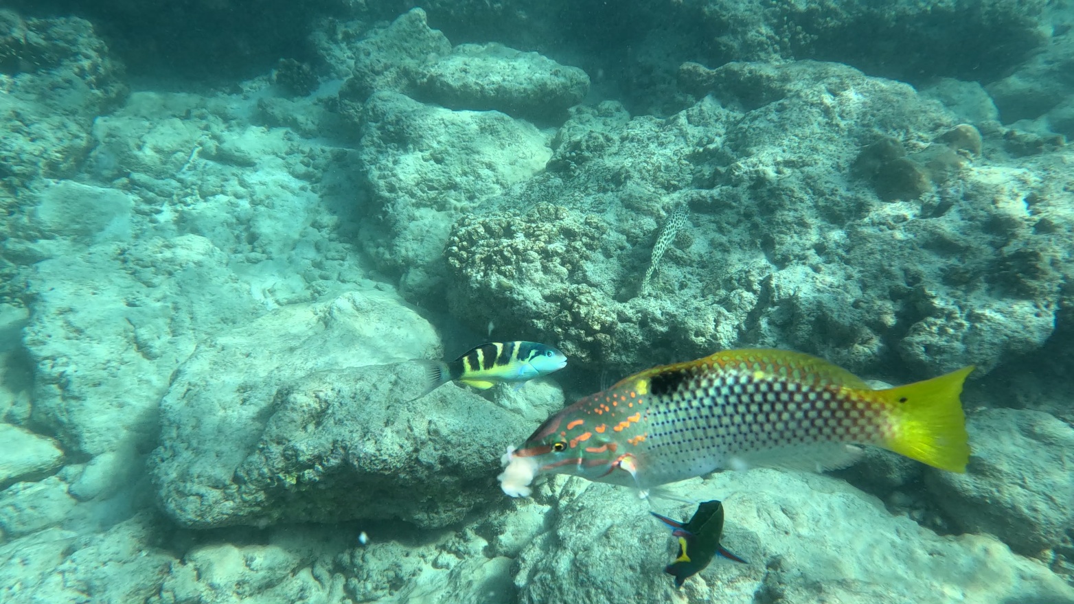 FishAndBanana