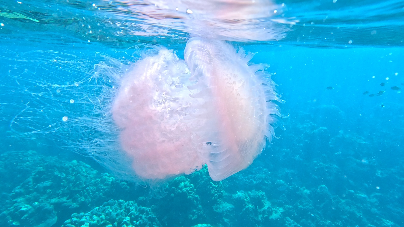 Jellyfish