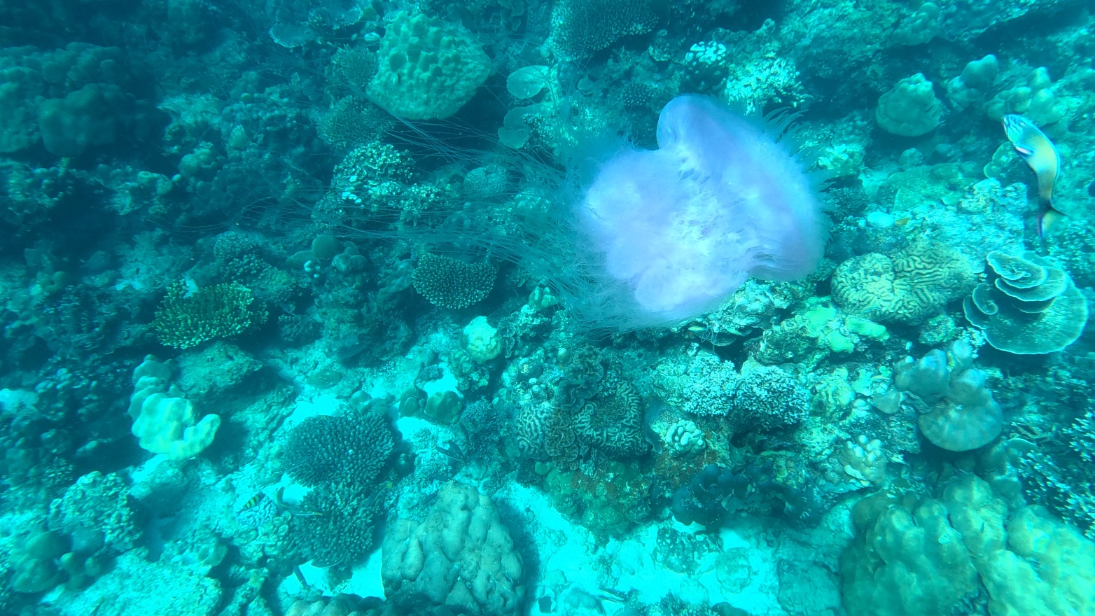Jellyfish And Fish