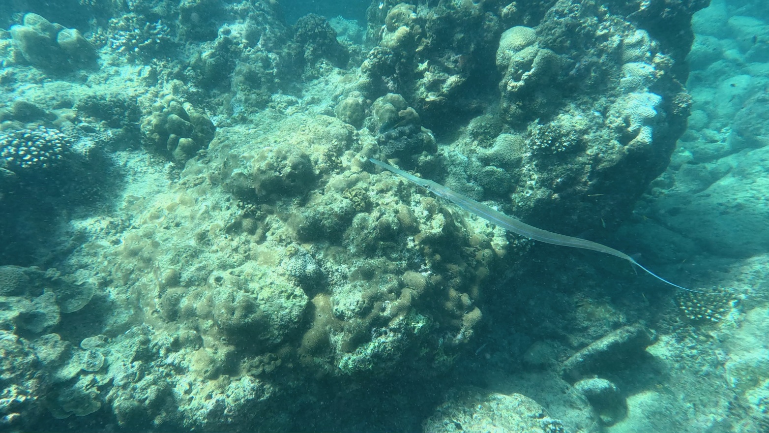Needle Fish