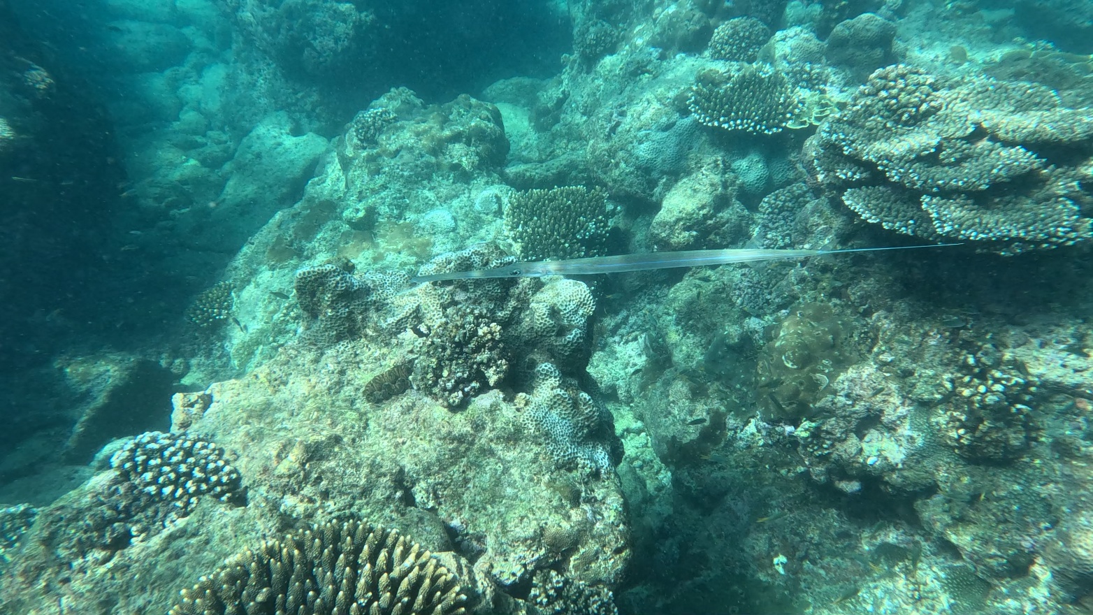 NeedleFish2