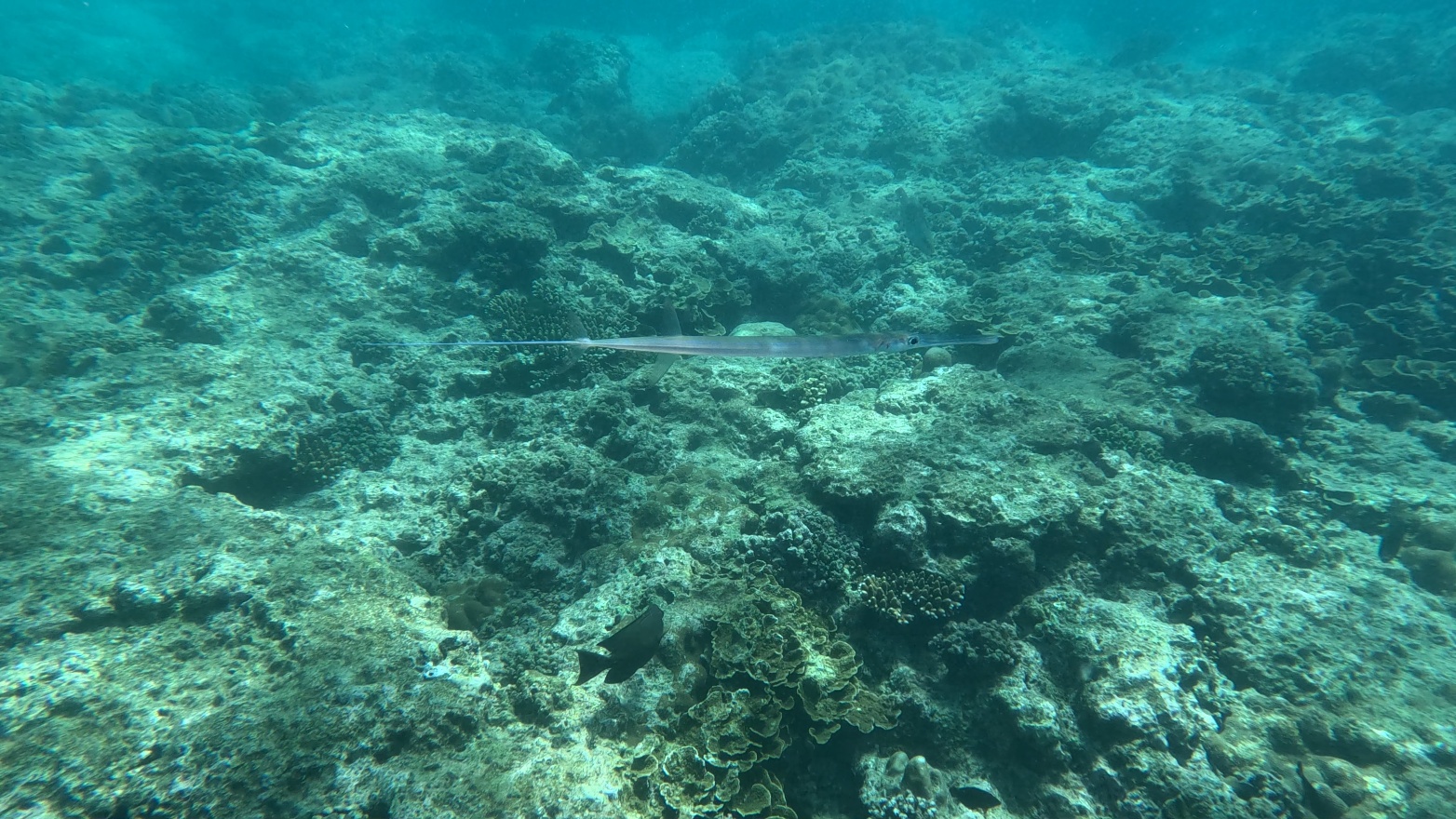 NeedleFish3.jpeg