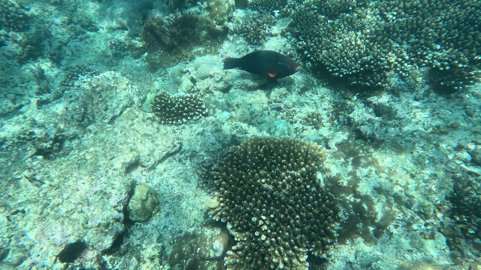 ParrotFish