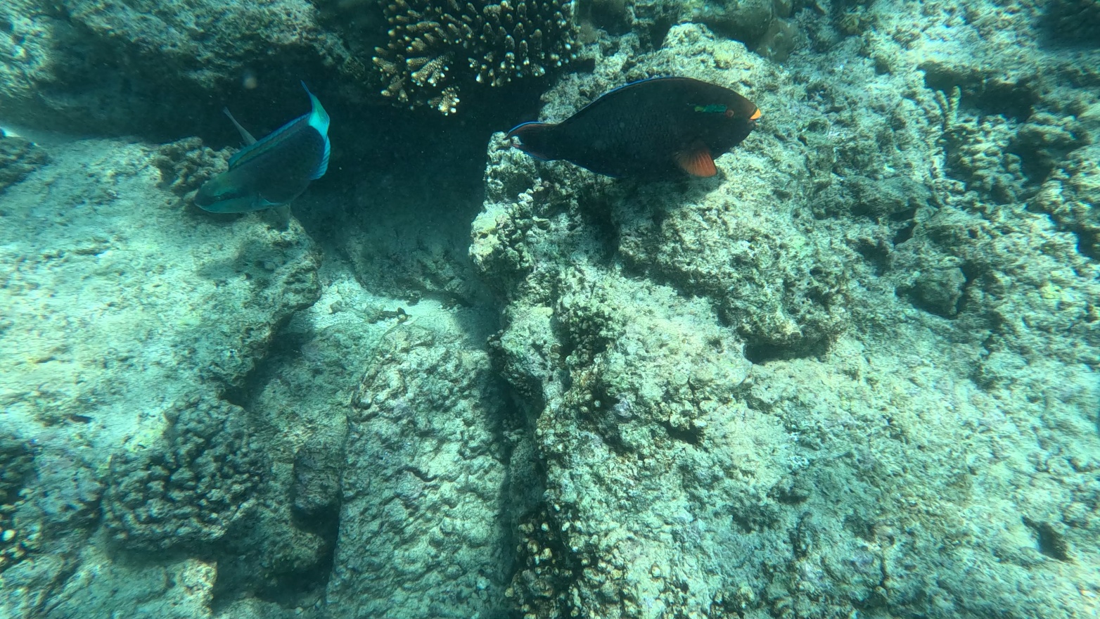 ParrotFish2