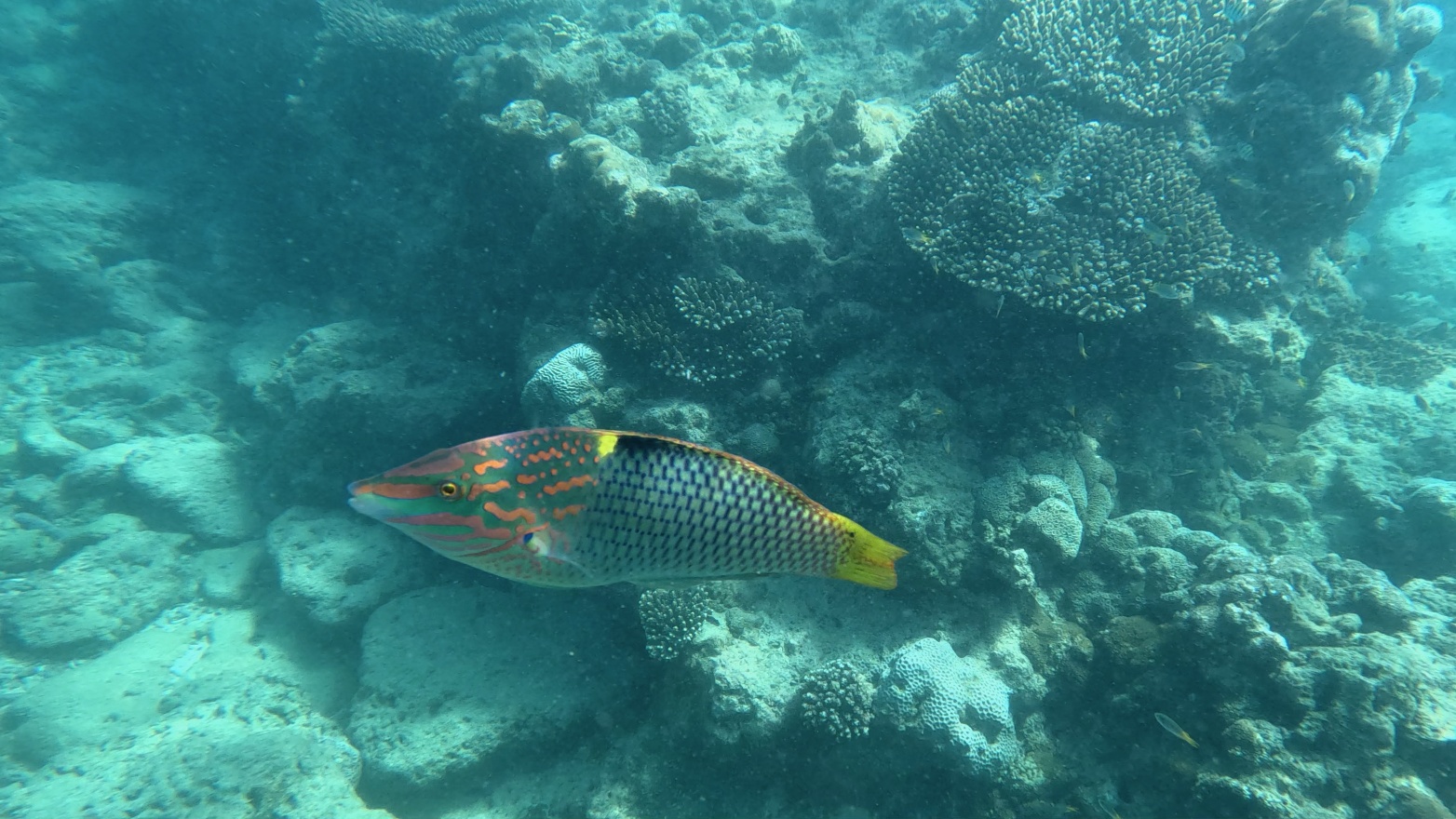 Checkerboard wrasse