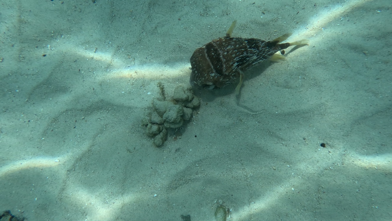 Puffer fish