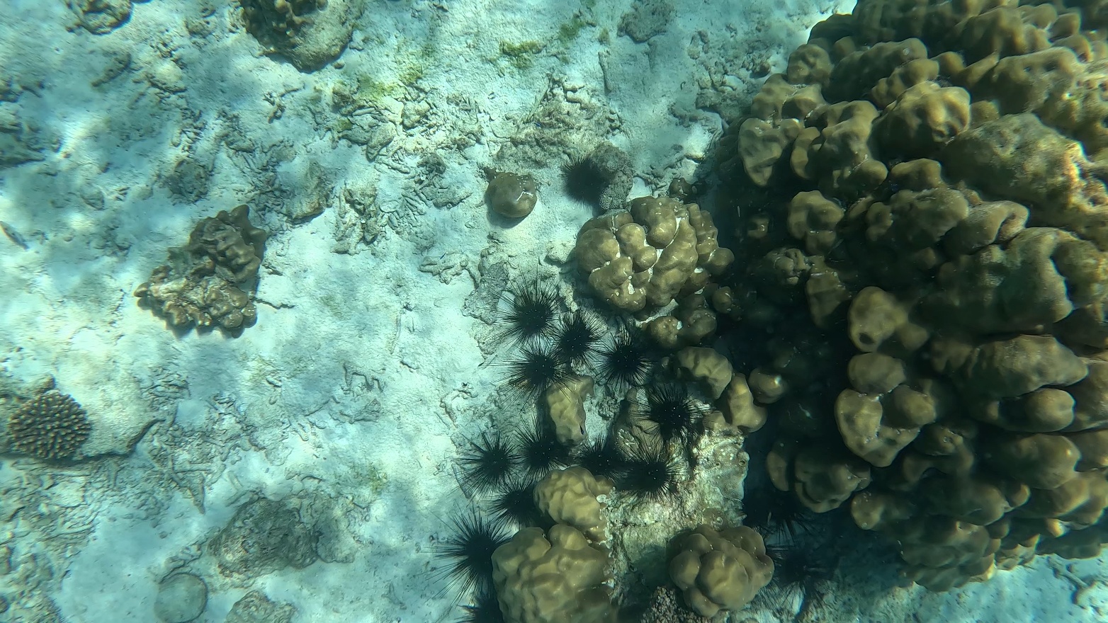 See Urchins