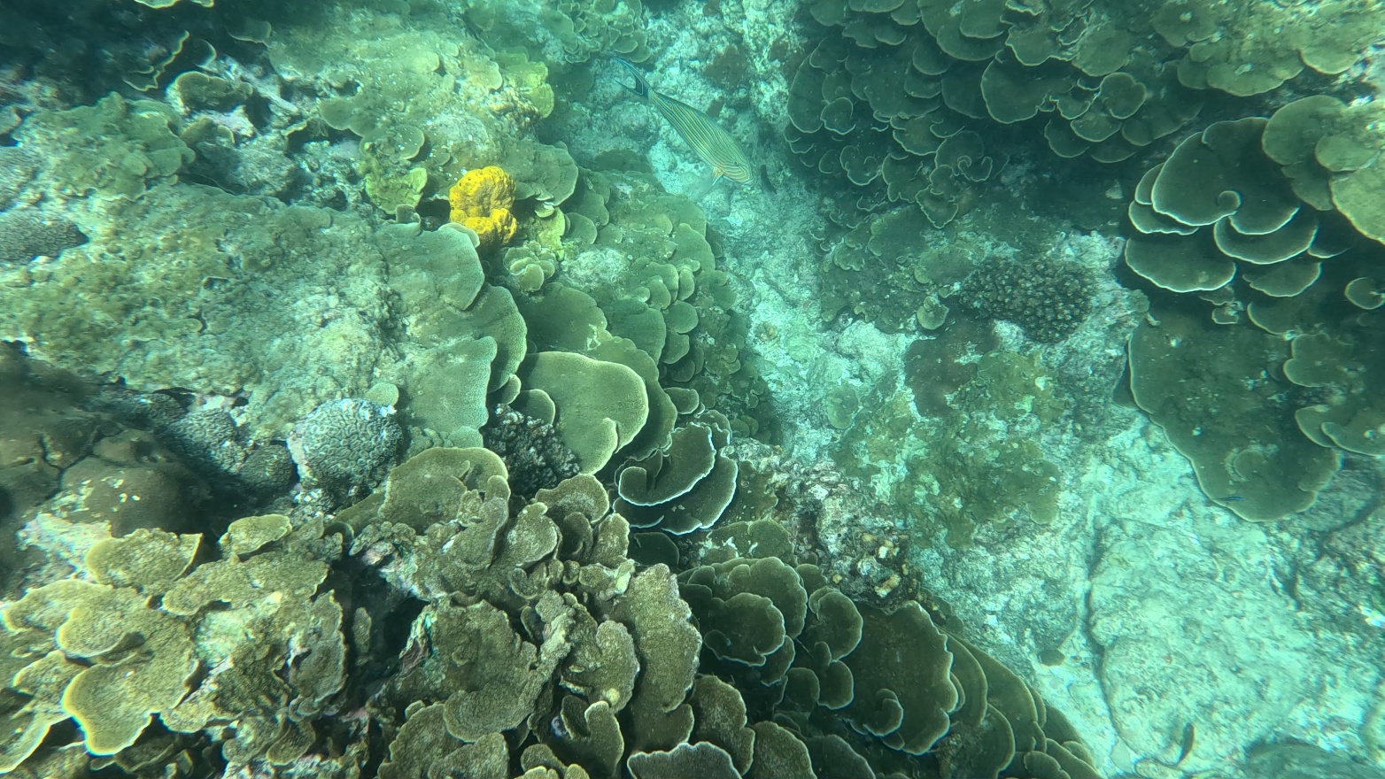 Yellow..Coral.jpeg