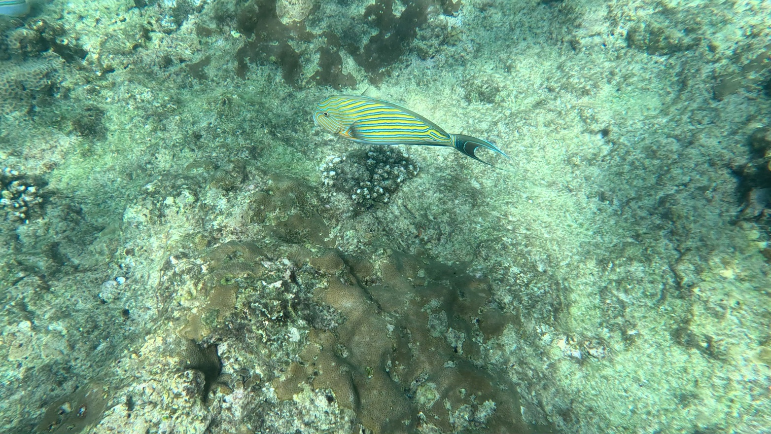 Striped surgeonfish