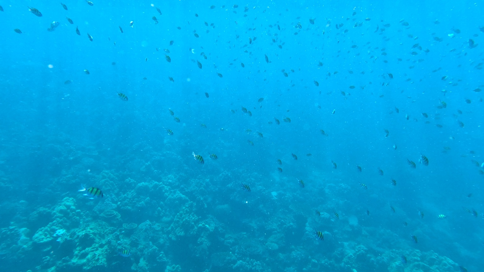 Yellow Fish School