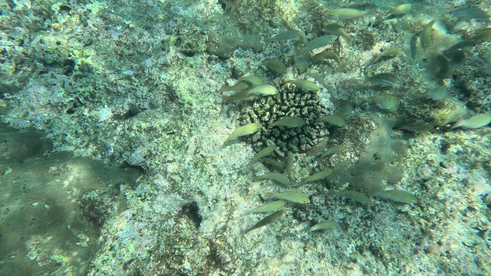 YellowFishSchool2