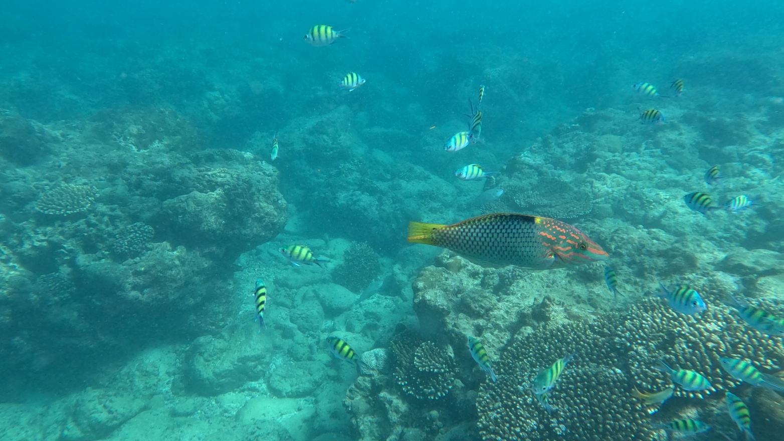 YellowRedFish