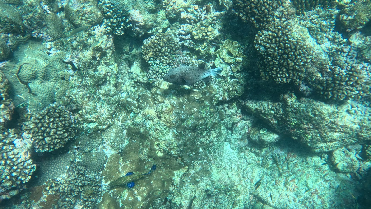 Puffer