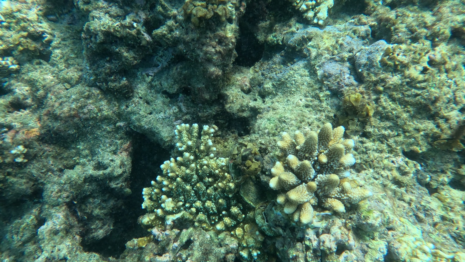 Coral and fish 2