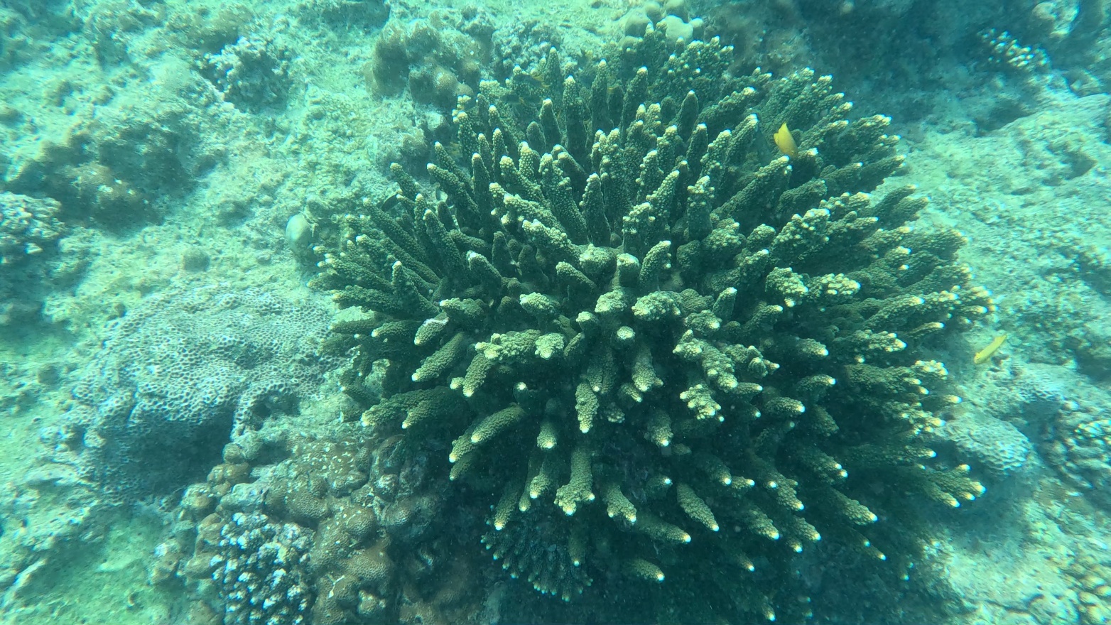 Coral and fish 1