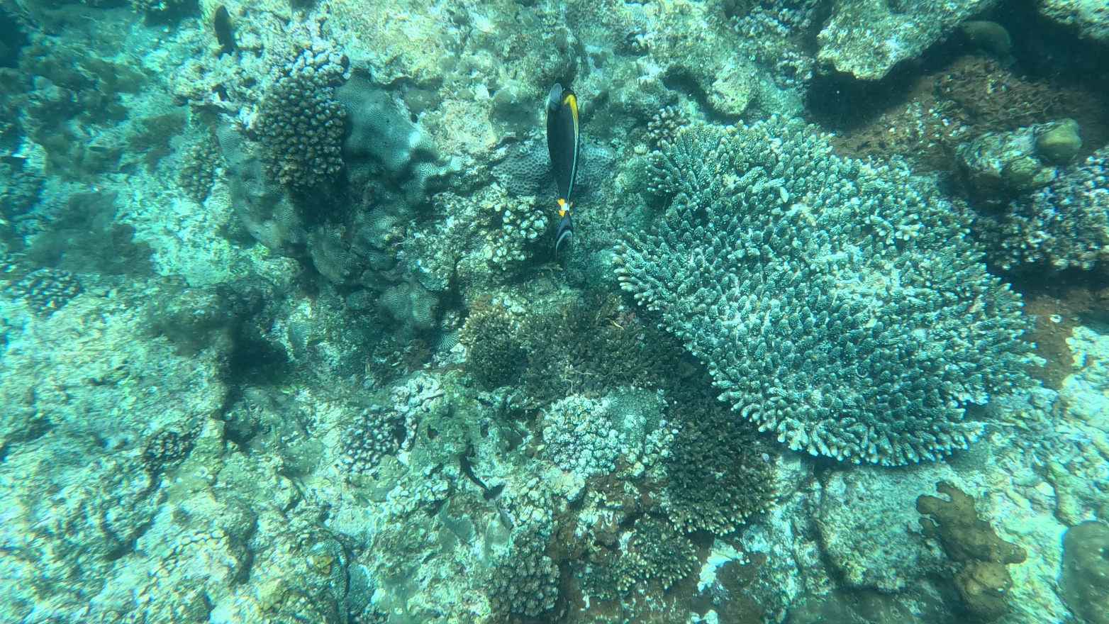 Orangespine Unicornfish