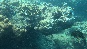 Coral.Merlin